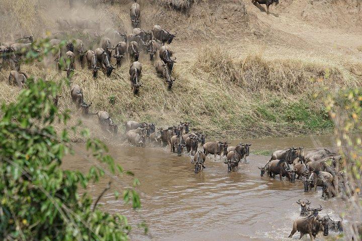 6 Days Migration Crossing in Mara River Northern Serengeti