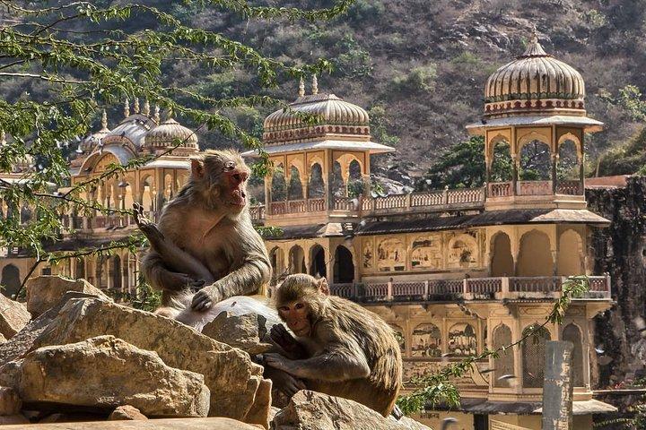 Full-Day Private City Tour of Jaipur