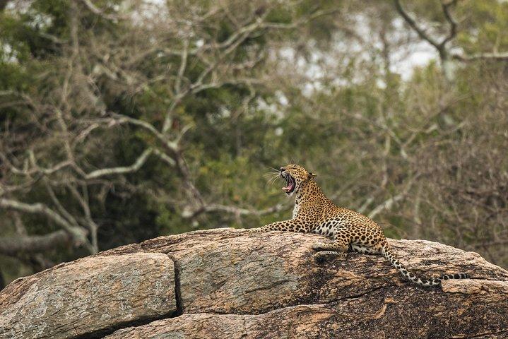 Private Tour : YALA National Park with Experienced Driver/Guide