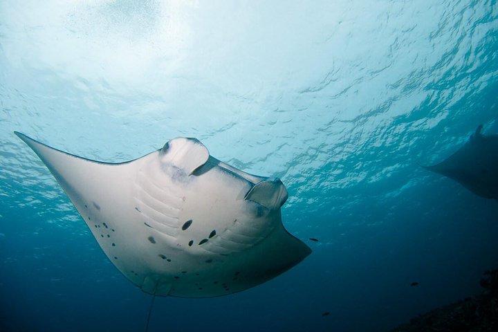 Nusa Penida Two Dives Trip for Certified Divers