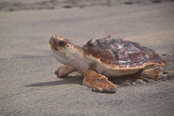 Sal Island: Sea Turtles Experience from Santa Maria