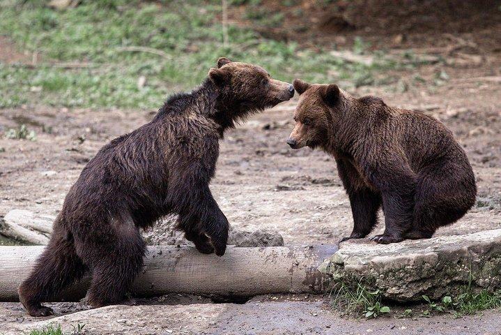 Bear watching experience near Brasov