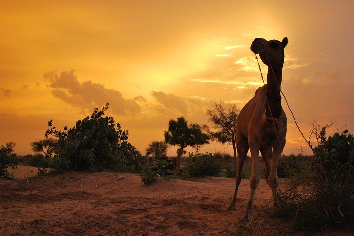 Overnight Camel Safari (remote And Isolated)
