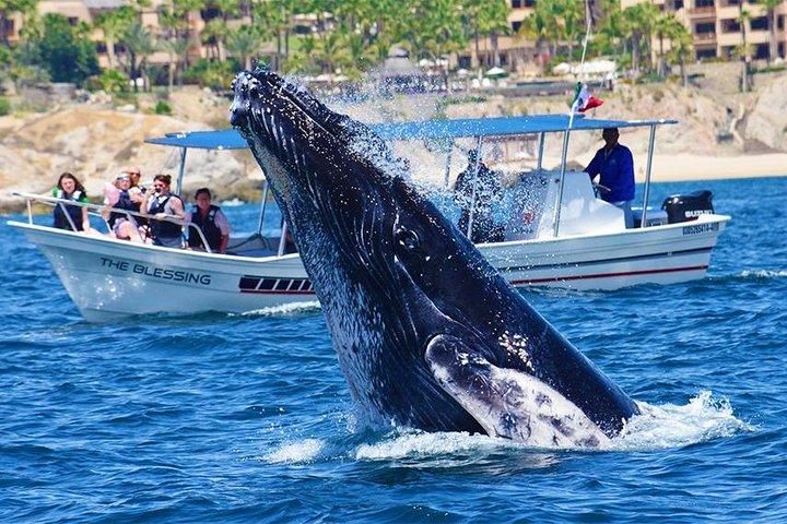 Whale Watching Tour with Free Photos and Guaranteed Sightings