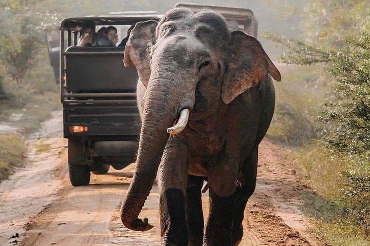 Udawalawe National Park Safari with Private Driver-Jeep and Enter ticket 