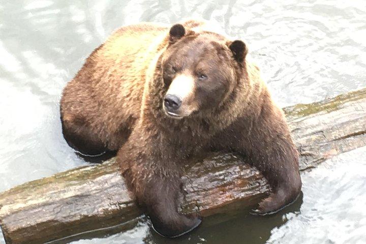 Simply Amazing Sitka Tour: Fortress of the Bear, Alaska Raptor, & Totems