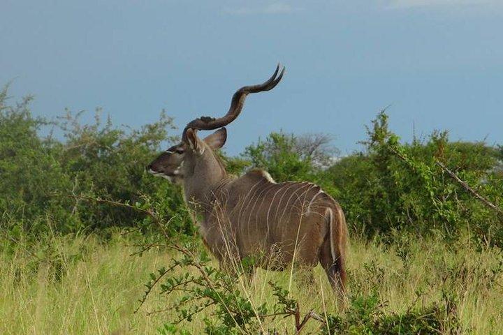 2-day safari to Ruaha National Park 