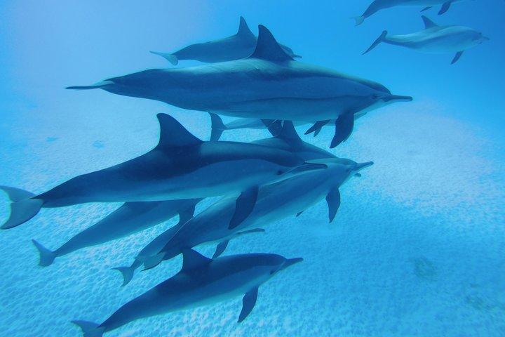 Swim With Dolphin in Dolphin House Satayeh Reef Snorkeling Sea Trip - Marsa Alam