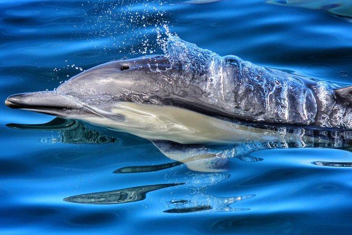 Half Day Dolphin Watching Cruise