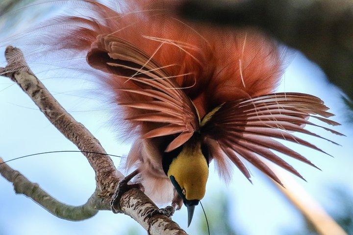 Birding & Cultural Tour - Port Moresby & Mt. Hagen
