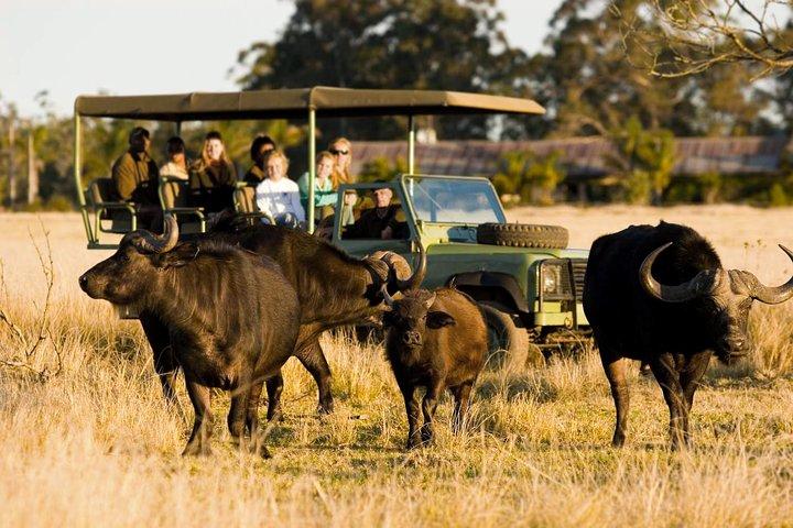 2-Hour Game Drive at the Plettenberg Bay Game Reserve