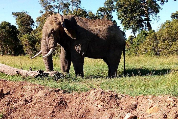 4-days safari: Tsavo east, west and Amboseli national parks
