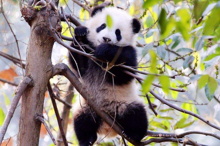 Half-day Private Panda Tour with Vegetarian Lunch in Nunnery