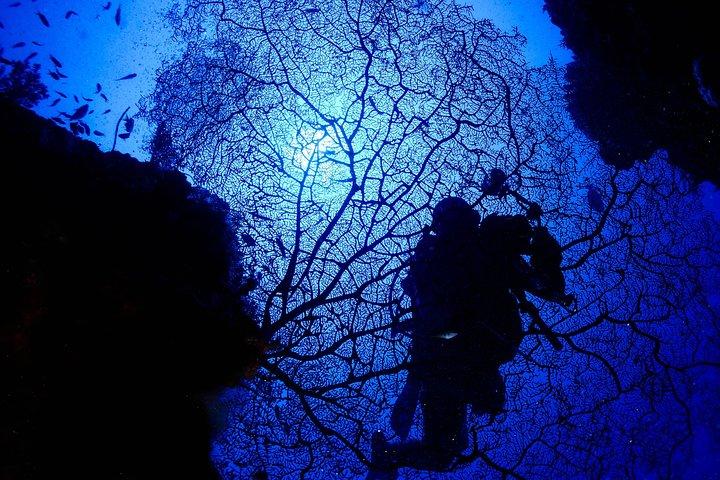 DiveGurus -Scuba Diving in Boracay