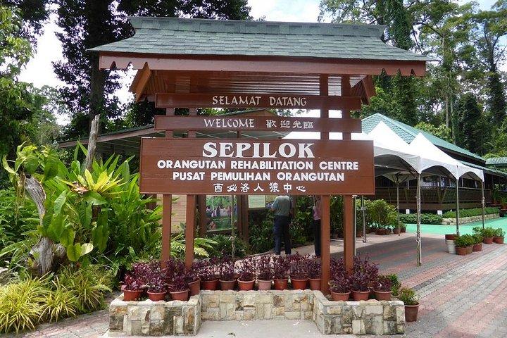 Private Full Day Sepilok Orang Utan, Bornean Sun Bear and Rainforest Discovery Center Tour