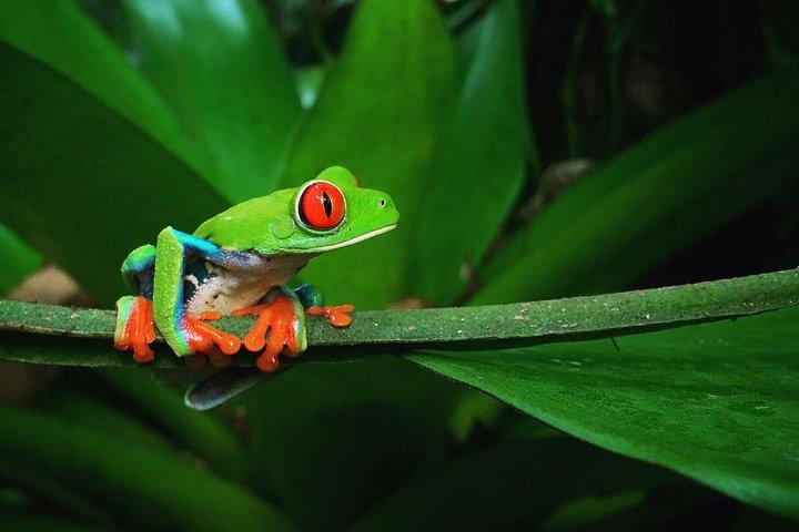 La Fortuna Frogs and Wildlife Night Tour