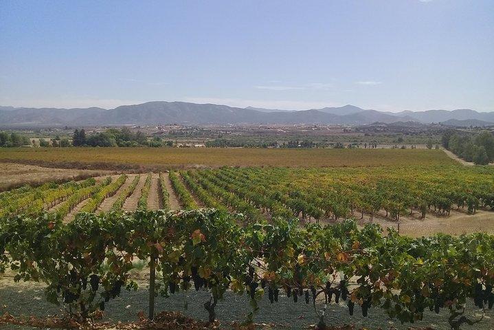 wine tours and driver service through valle de guadalupe, Ensenada B.C. Mexico