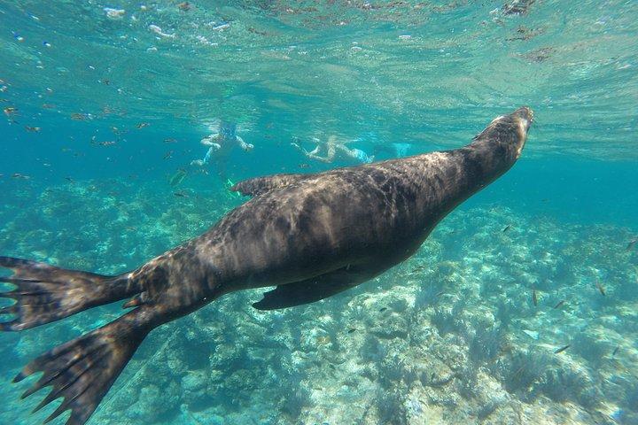Espiritu Santo Island Snorkel & Sea Lion Adventure