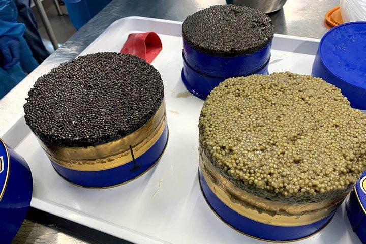 English Tour Sturgeon Farm Visit with Caviar-Making Workshop in Neuvic