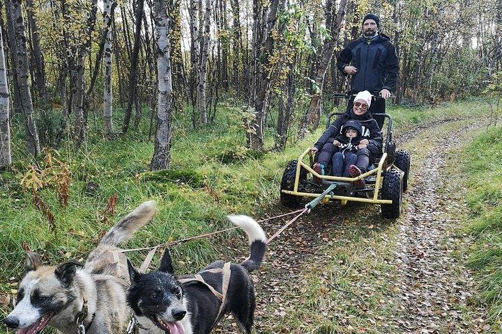 Dog driving with dog carriage in the Alta Valley along the famous salmon river