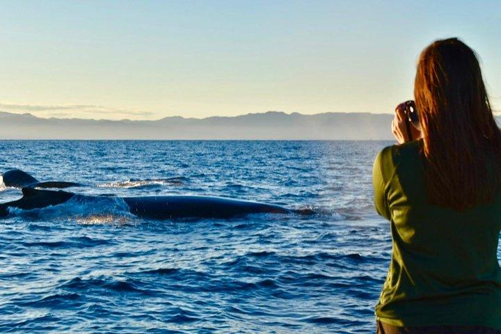 Private Bay Tour (Whales/Marine Life Encounters, Visit Yelepa Waterfall & Beach)