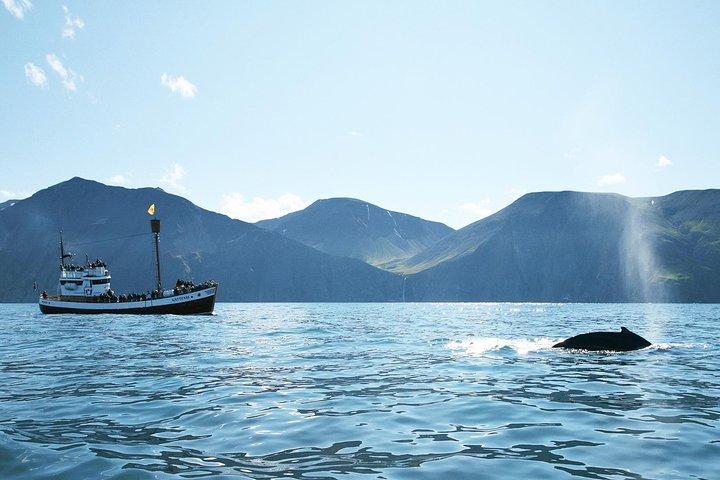 Whale and Puffin Watching around Skjálfandi Bay from Husavik