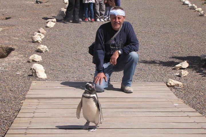 Full Day Punta Tombo - Walking Among Penguins Experience - Madryn