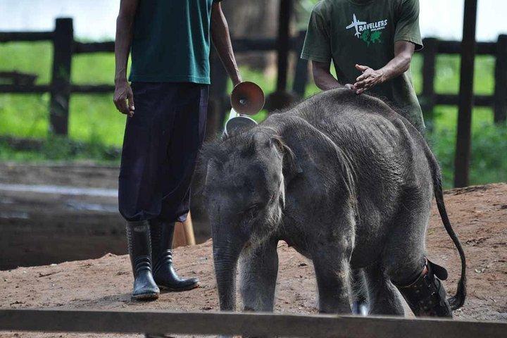 Udawalawe Safari & Elephant Transit Home Visit with Lunch from Hambantota Harbor