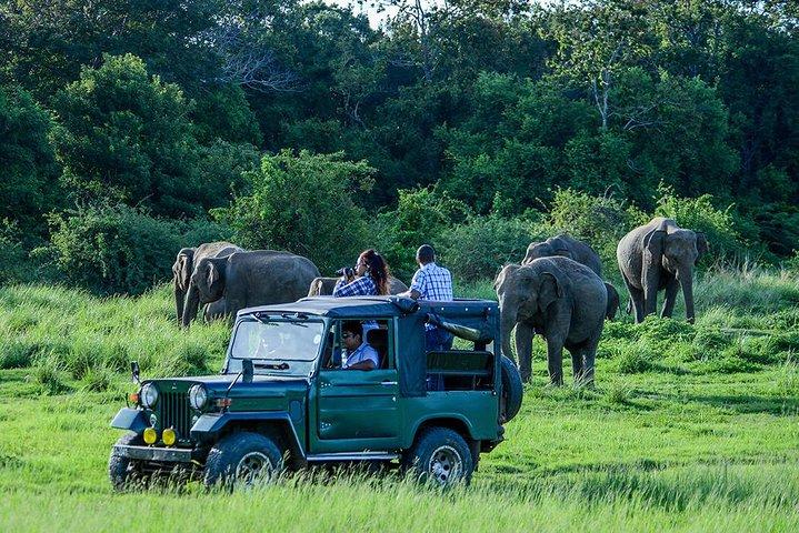Udawalawe Safari Day Trip from Galle/Unawatuna/Ahangama/Weligama