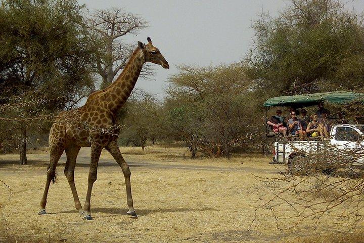 Bandia Park Safari (Minimum 2 Participants)