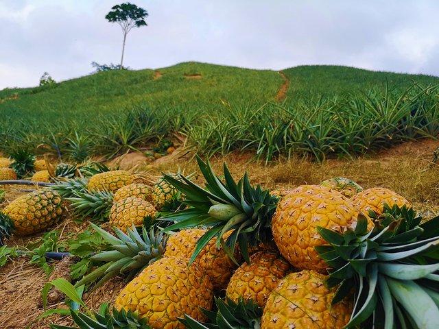 Private Tour - Citrus/Pineapple Tour (Cultivations)