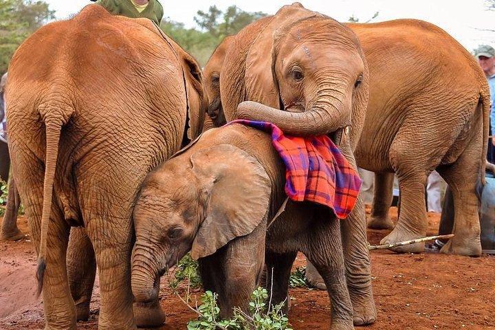 Day Tour To Giraffe Center, Elephant Orphanage And Lunch At Carnivore 