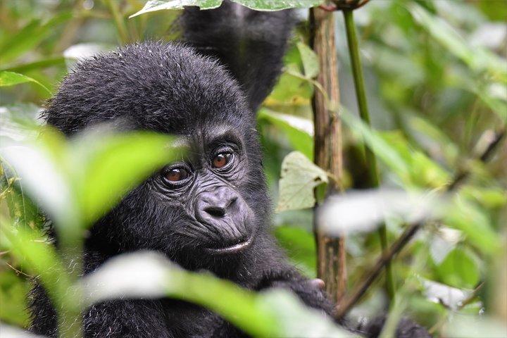 1 day Mountain Gorilla Trekking Safari Uganda
