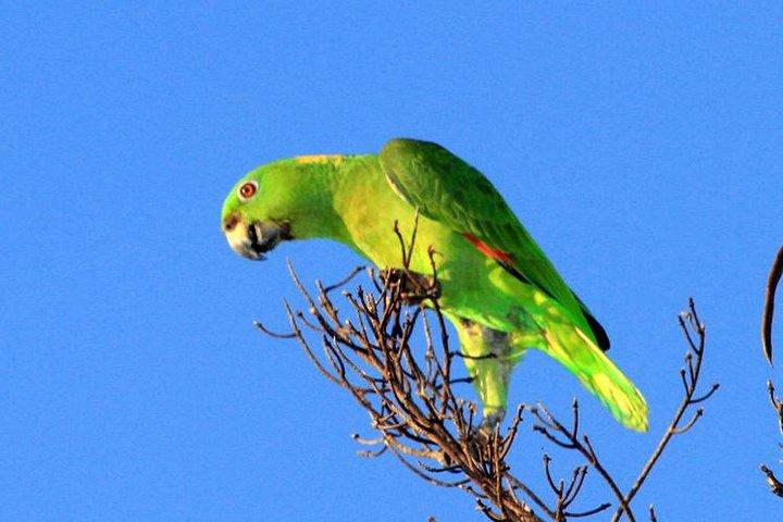 Birdwatching Day to Finca la Gracia (From the Cruise Ship, Puerto Quetzal)
