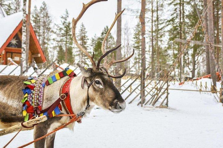 Lapland Reindeer Safari from Levi