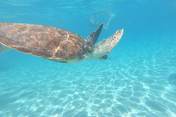 Snorkel with Sea Turtles - The Best way to spend a day in Curacao!