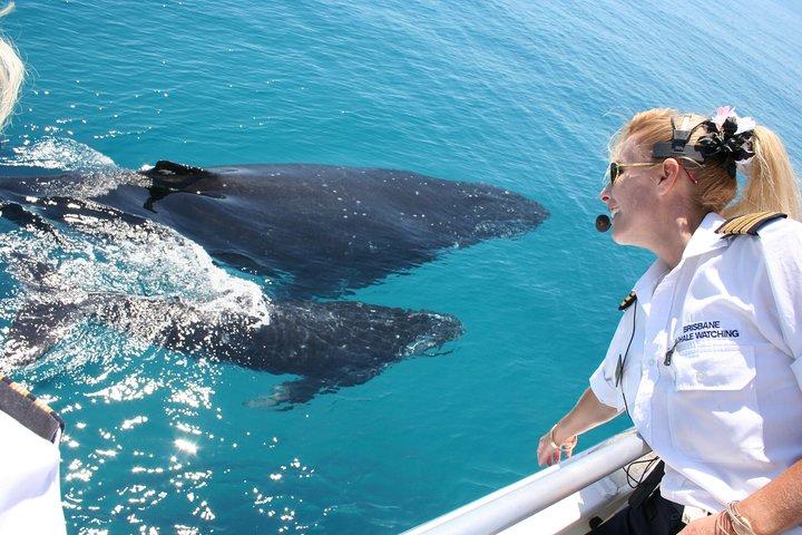 Whale Watching Cruise from Redcliffe, Brisbane or the Sunshine Coast