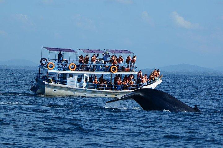 Bespoke Whale Watching Cruise to witness finned giants – Mirissa