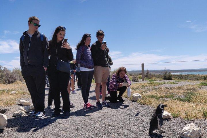 Cruise Shore Excursion Punta Tombo - Tickets included - Puerto Madryn Patagonia