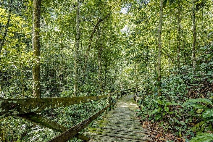 Nature Excursion in Borneo Tropical Rainforest Resort