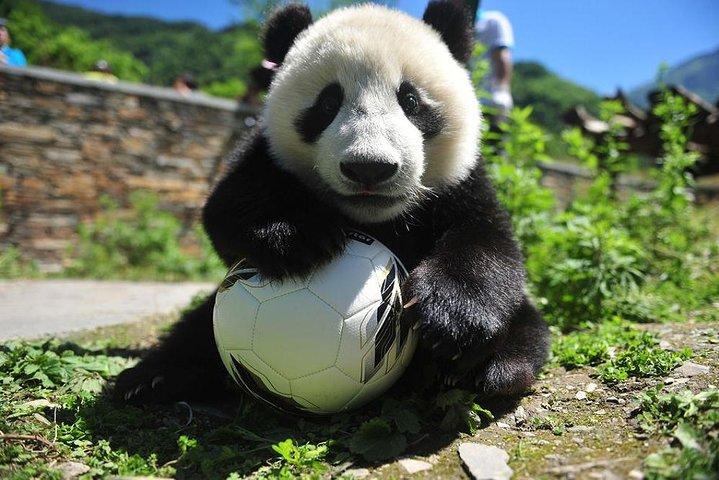 1 Day Wolong Panda Nature Reserve Tour