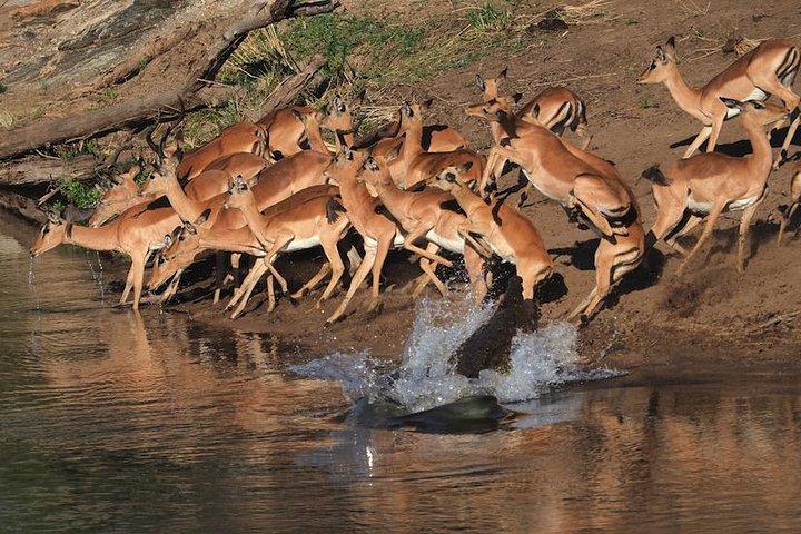 5 Day Wildlife Photographic Safari - Kruger National Park - B1 Photo Safaris