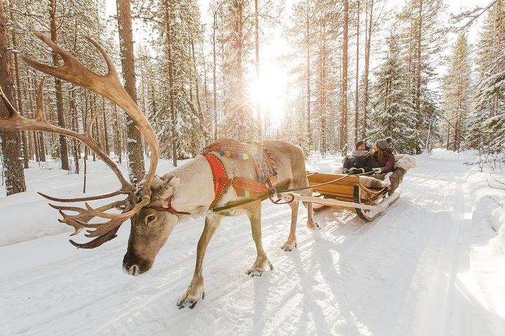 Lapland Reindeer Safari from Rovaniemi