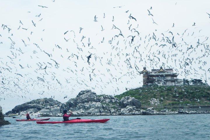 A sea kayak tour of Kabushima Island, the home of 30,000 black-tailed gulls