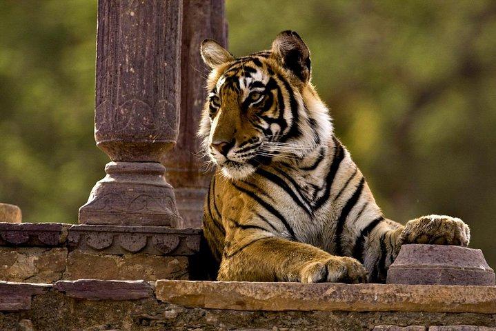 Private One Way Transfer From Mount Abu To Ranthambore in AC Vehicle