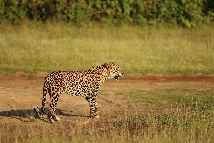 Wilpattu National Park Safari from ColomboNegombo by Private vehicle with Driver
