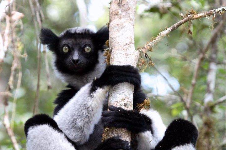 Day trip to Andasibe Lemurs