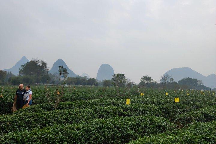 Half-Day Guilin City Tour: Reed Flute Cave and Tea Plantation