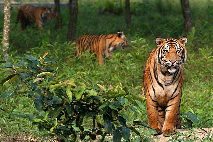 The Jungle Book Trip (The Sundorbon Forest of Bangladesh)