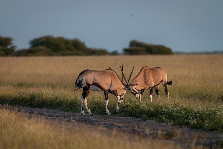 3-Days Central Kalahari Game Reserve